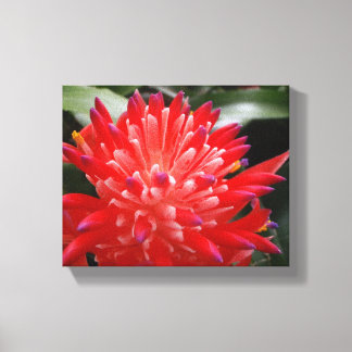 Bromeliad Flower Canvastryck