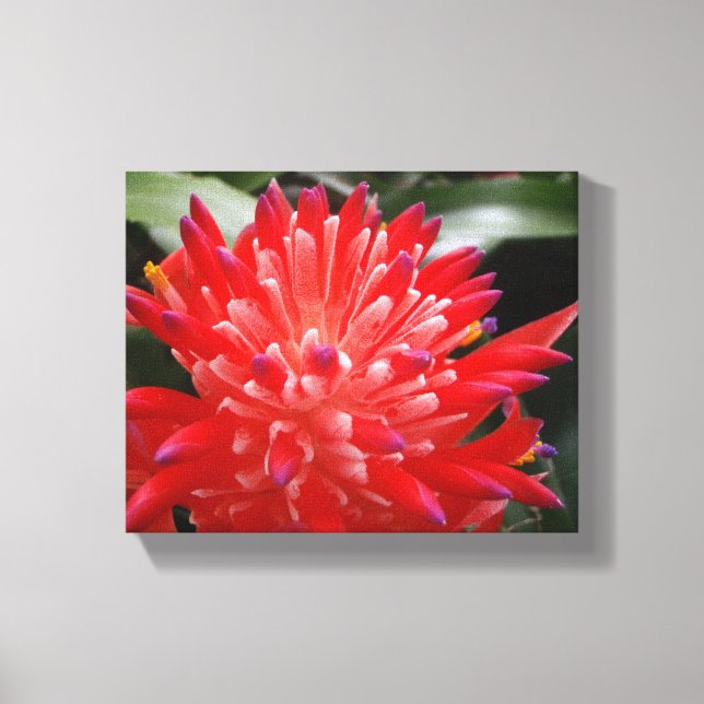 Bromeliad Flower Canvastryck (Framsida)