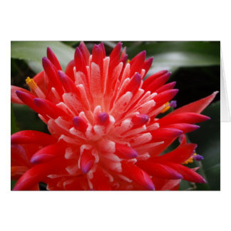 Bromeliad Flower Card Hälsningskort