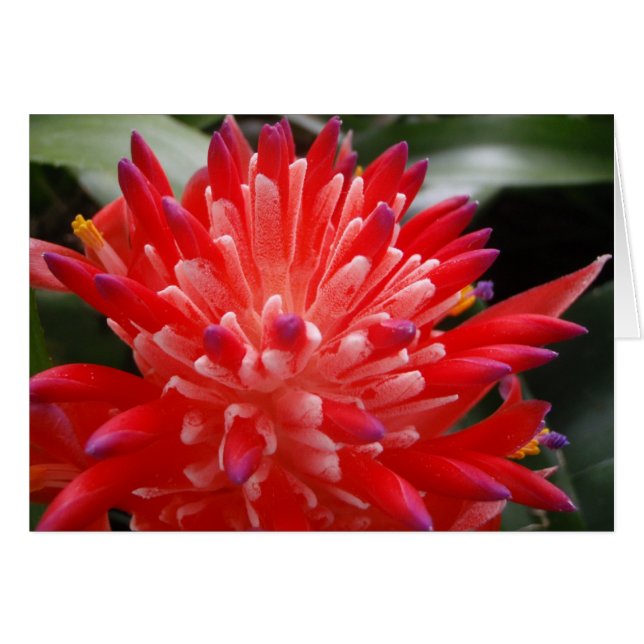 Bromeliad Flower Card Hälsningskort (Framsidan Horizontal)