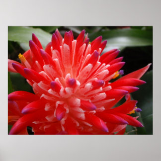 Bromeliad Flower Poster
