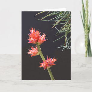 Bromeliad Flowers och Stem Kort