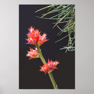 Bromeliad Flowers och Stem Poster