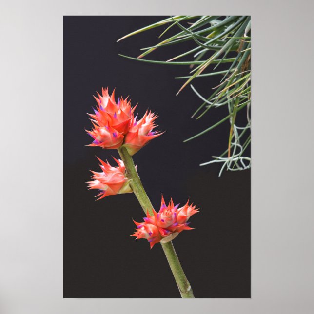 Bromeliad Flowers och Stem Poster (Framsidan)