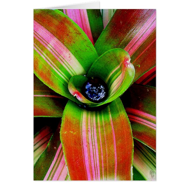 Bromeliad-hjärta Hälsningskort (Framsidan)