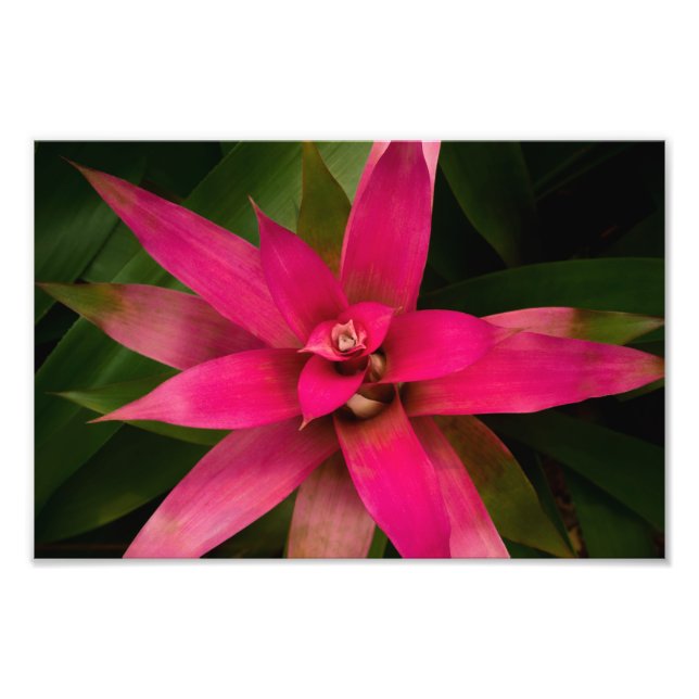 Bromeliad i Bloom Fototryck (Framsidan)