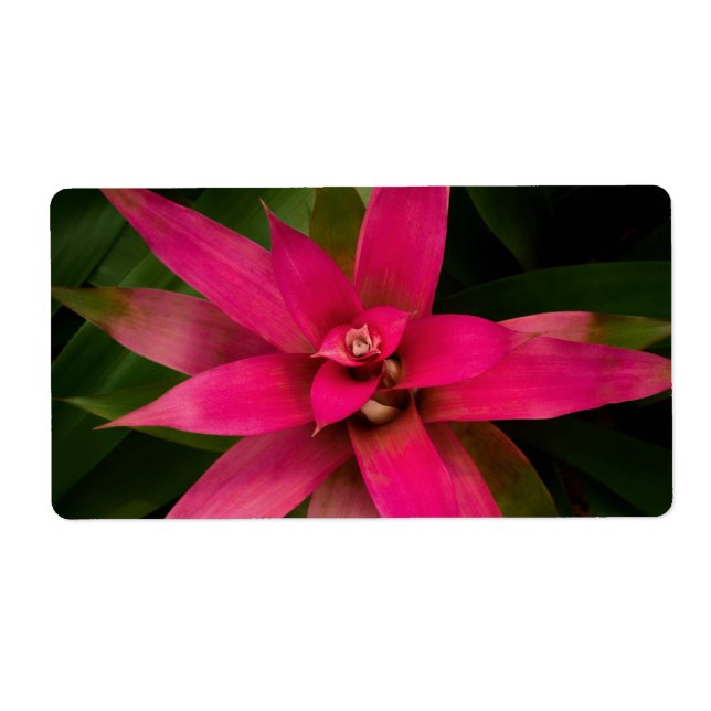 Bromeliad i Bloom Fraktsedel (Framsidan)