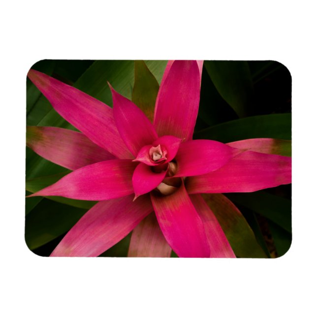 Bromeliad i Bloom Magnet (Horisontell)