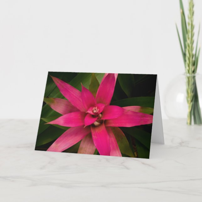 Bromeliad i Bloom Tack Kort (Framsida)