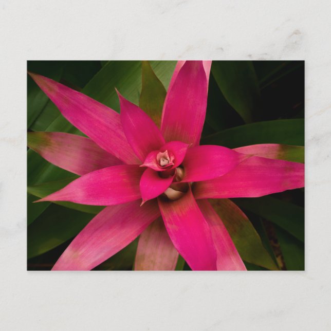 Bromeliad i Bloom Vykort (Framsida)