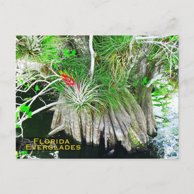 Bromeliad on Mangrove, Florida Everglades Vykort (Framsida)