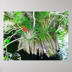 Bromeliad på mangroven, Florida Everglades Poster