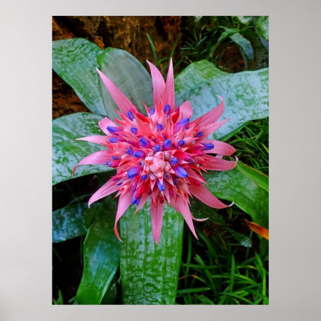 Bromeliad Poster (Framsidan)