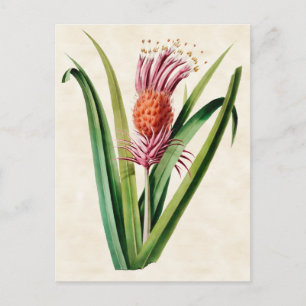 Bromeliad Vintage Botanisk Vykort