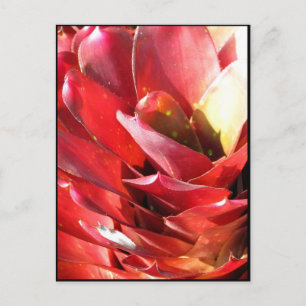 Bromeliad Vykort