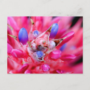 Bromeliad Vykort