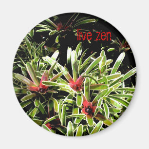 bromeliads bor zenmagneten magnet