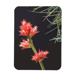 Bromelida Flowers och Stem Magnet