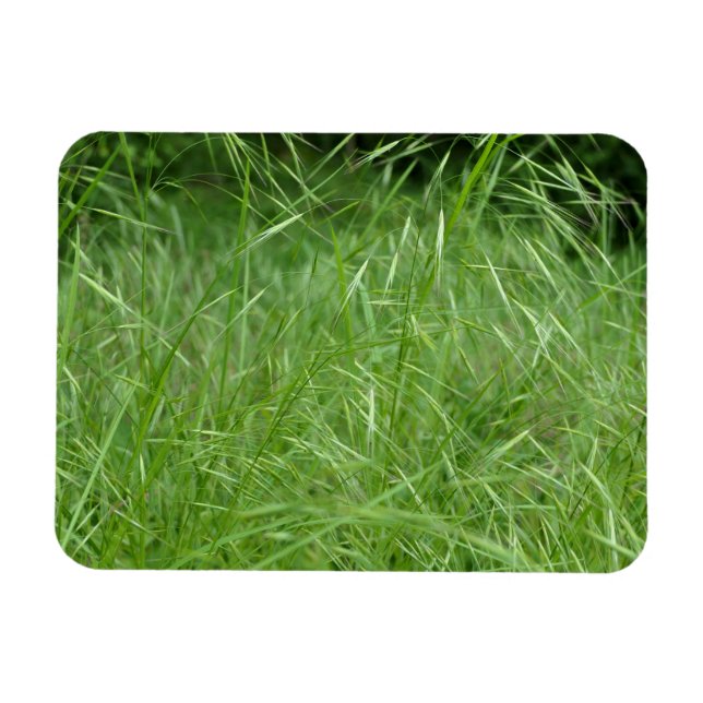 Bromus tectorum magnet (Horisontell)