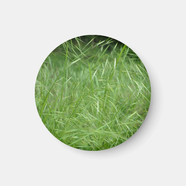 Bromus tectorum magnet (Framsidan)