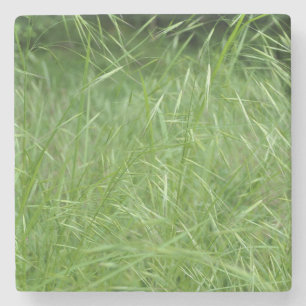 Bromus tectorum stenunderlägg