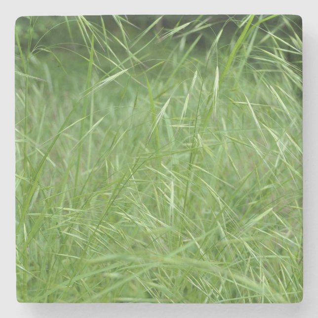 Bromus tectorum stenunderlägg (Framsidan)