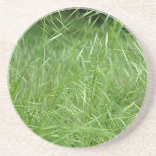 Bromus tectorum underlägg