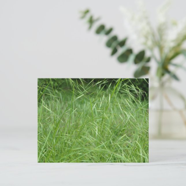 Bromus tectorum vykort (Stående Fram)