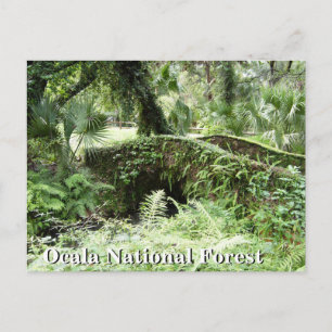 Bron på Ocala National Forest Florida-postkort Vykort
