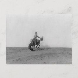 Bronco Busting Postcard Vykort