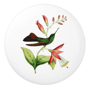 Brons den Tailed Plumeleteer hummingbirden Knopp
