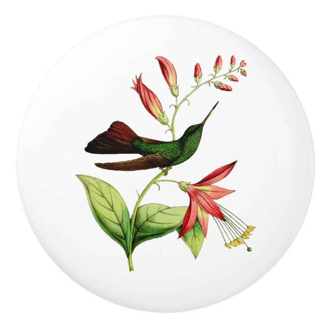 Brons den Tailed Plumeleteer hummingbirden Knopp (Framsidan)