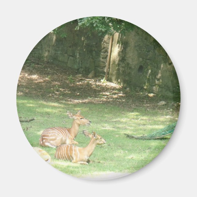 Bronx Zoo-bild Magnet (Framsidan)