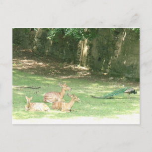 Bronx Zoo-bild Vykort