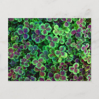 BRONZE DUTCH KLÖVER VYKORT