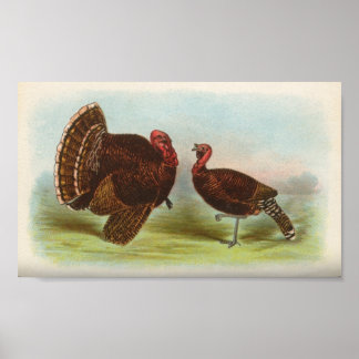 Bronze Turkey Poster