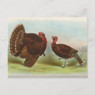 Bronze Turkey Vykort