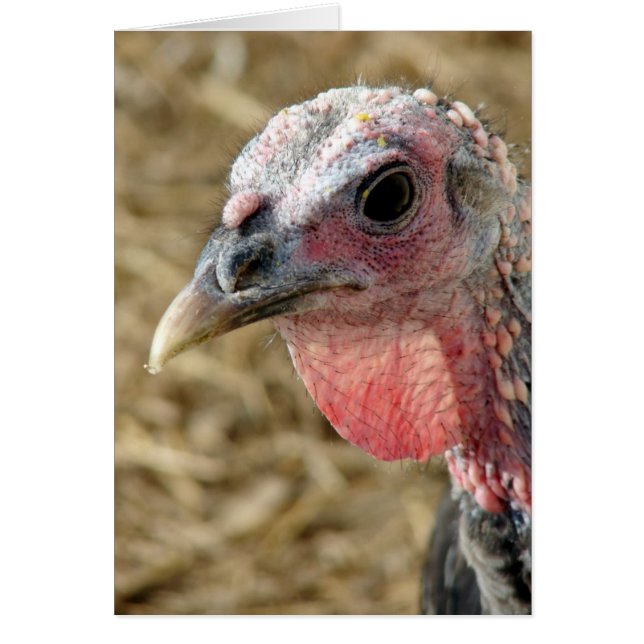 Bronze Turkiet Hälsningskort (Framsidan)