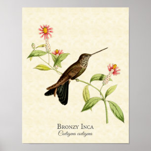 Bronzy Inca Hummingbird Art Skriv ut Poster
