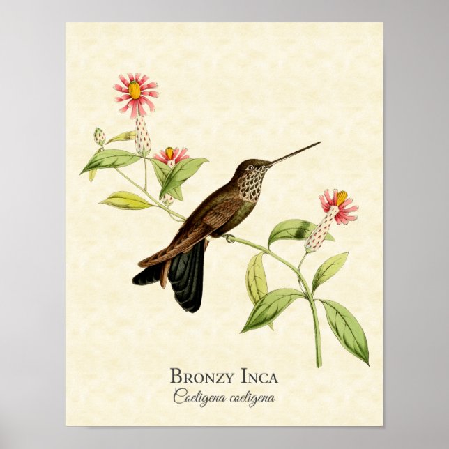 Bronzy Inca Hummingbird Art Skriv ut Poster (Framsidan)