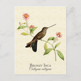 Bronzy Inca Hummingbird Vintage Art Vykort