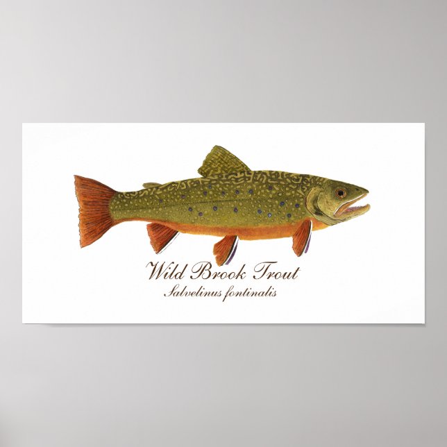 Brook Trout Art Poster (Framsidan)