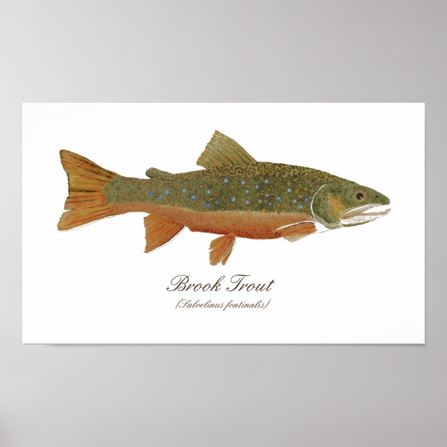 Brook Trout Art Poster (Framsidan)