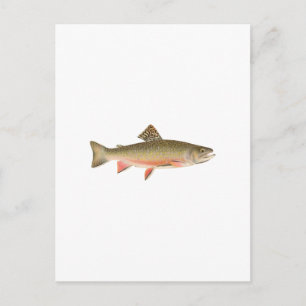 Brook Trout Art Vykort