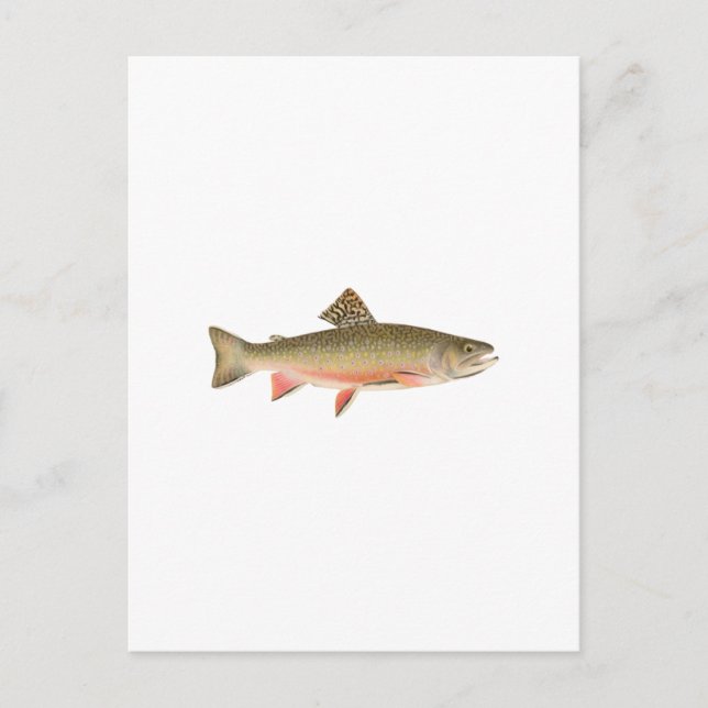 Brook Trout Art Vykort (Framsida)