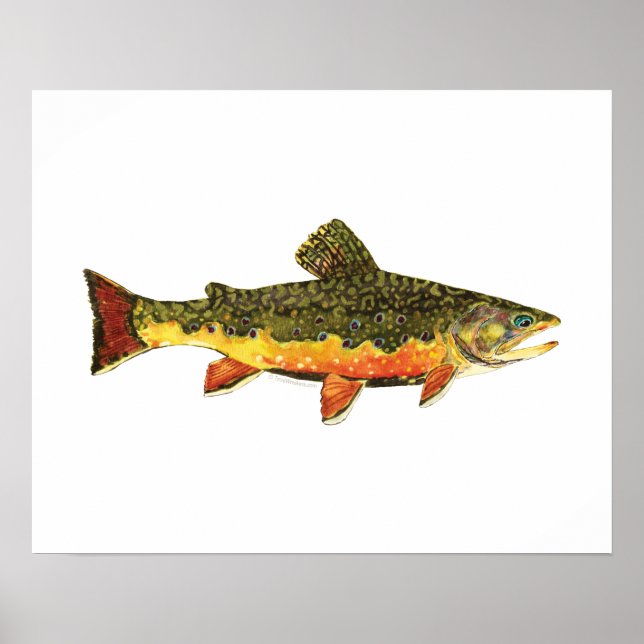 Brook Trout Fish Painting Poster (Framsidan)