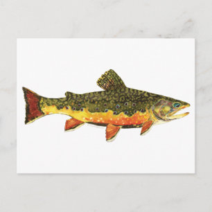 Brook Trout Fish Painting Vykort