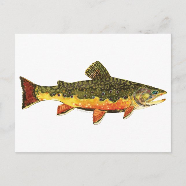 Brook Trout Fish Painting Vykort (Framsida)