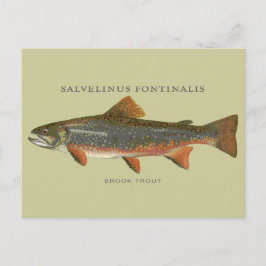 Brook Trout Fishing Vykort