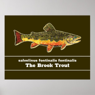 Brook Trout Flygfiske Latin Namn Ichthyology Poster